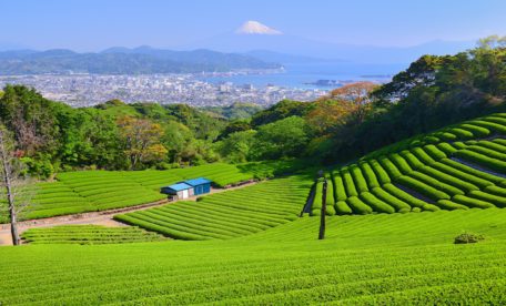 Nihondaira Plateau