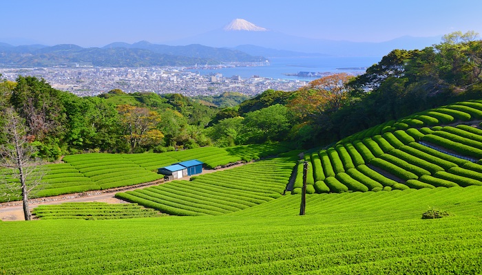 Nihondaira Plateau