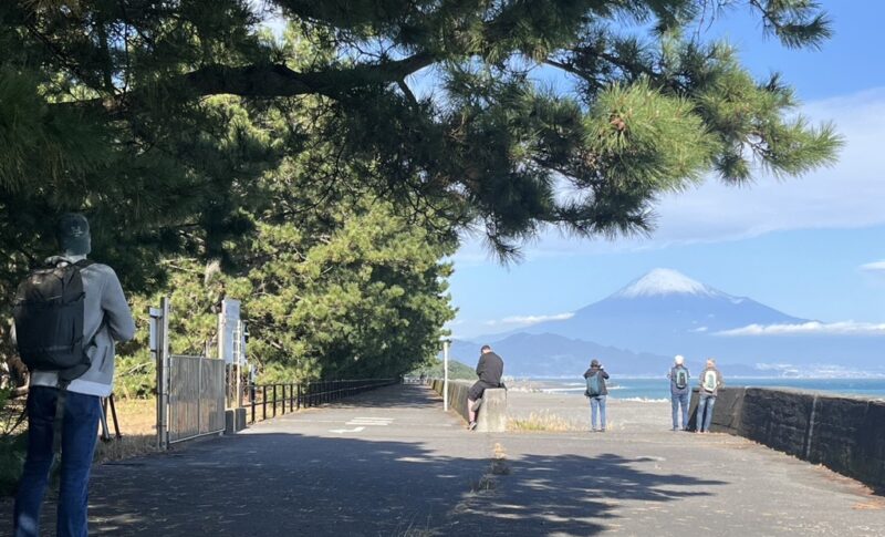 Miho pine tree & the beach