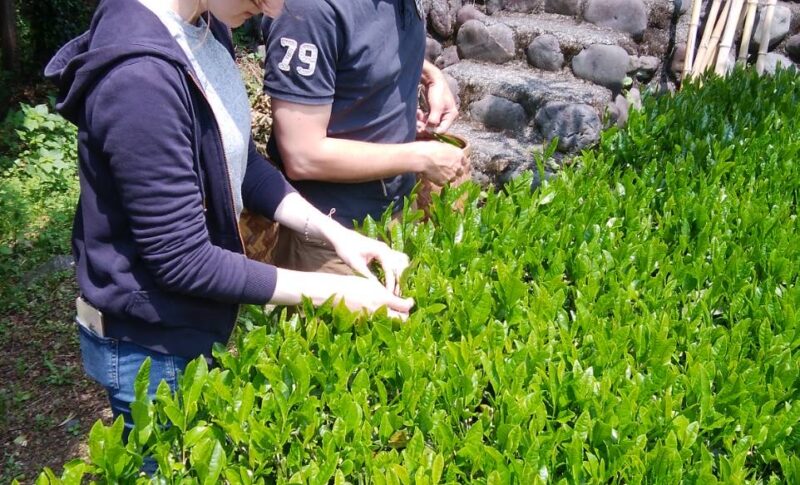 tea picking