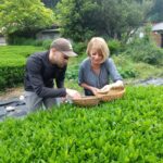 tea picking