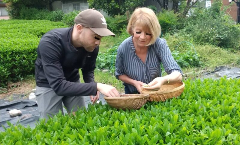 tea picking